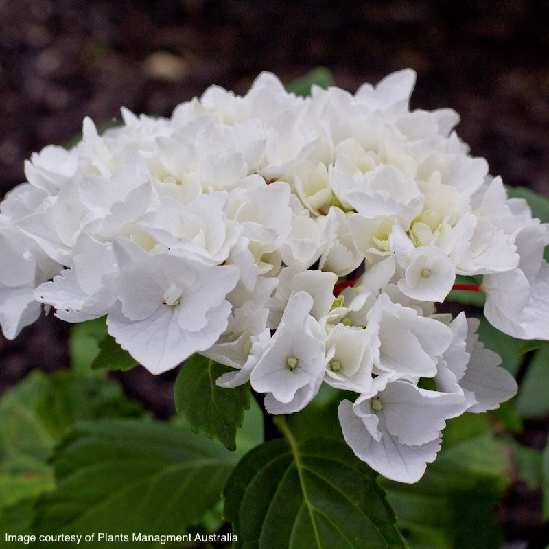 Hydrangea macrophylla 'White Knight'