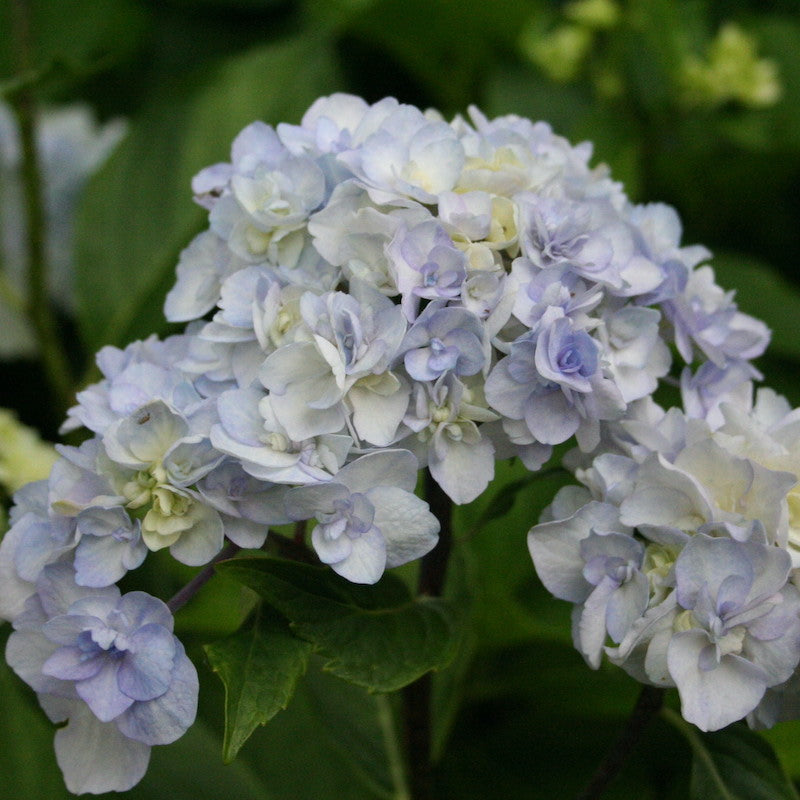 Hydrangea macrophylla 'Setsuka-Yae'