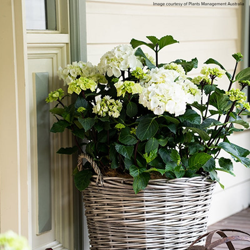 Hydrangea macrophylla 'White Knight'