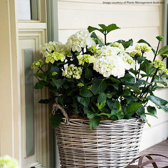 Hydrangea macrophylla 'White Knight'