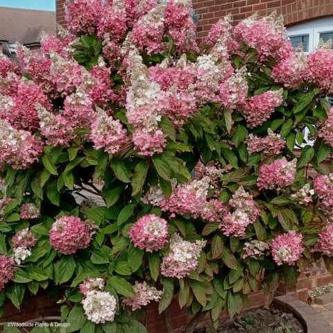 Hydrangea paniculata 'Pink Diamond'