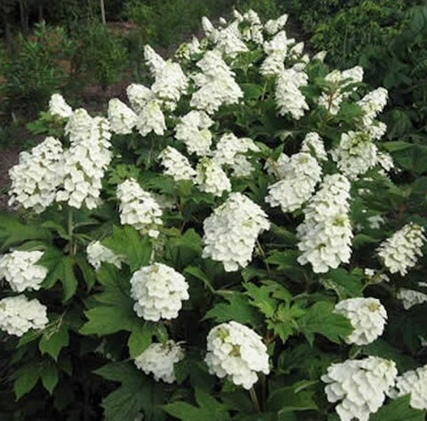 Hydrangea quercifolia 'Pee Wee'