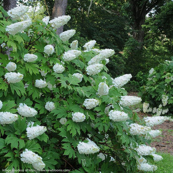 Hydrangea quercifolia 'Snow Queen'