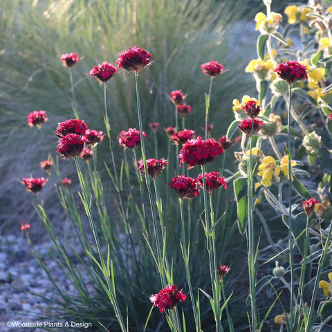 Dianthus cruentus