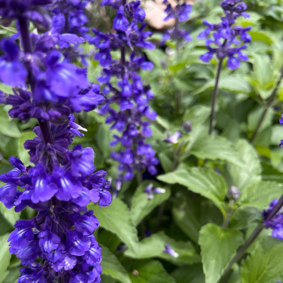 Salvia 'Mystic Spires'