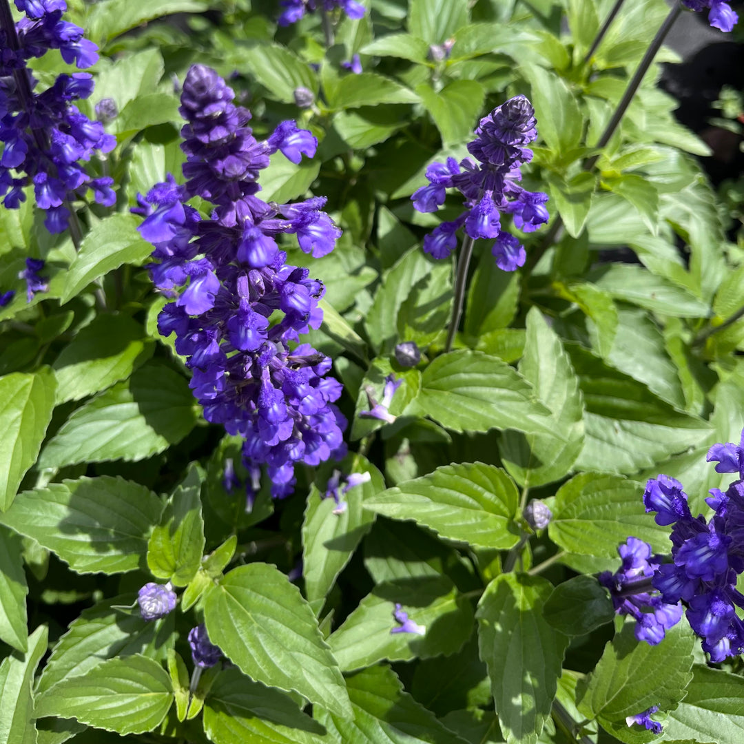 Salvia 'Mystic Spires'