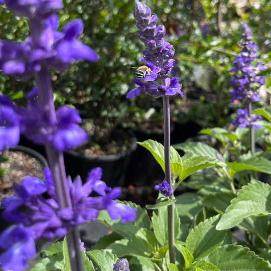 Salvia 'Mystic Spires'
