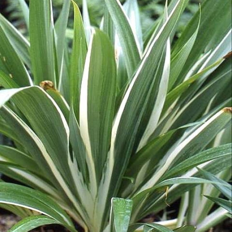 Iris japonica 'Variegata'