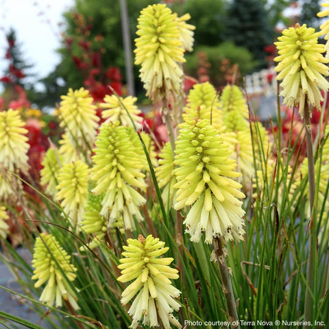 Kniphofia POCO™ Citron