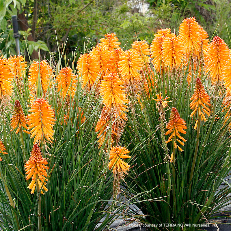 Kniphofia 'Poco Orange'