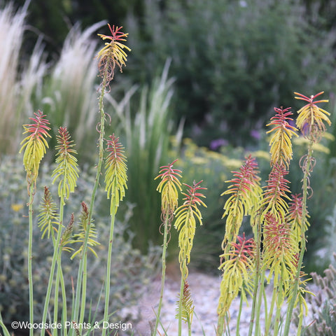 Kniphofia rufa 'Rasta'