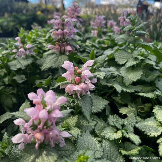 Lamium maculatum 'Pink Nancy'