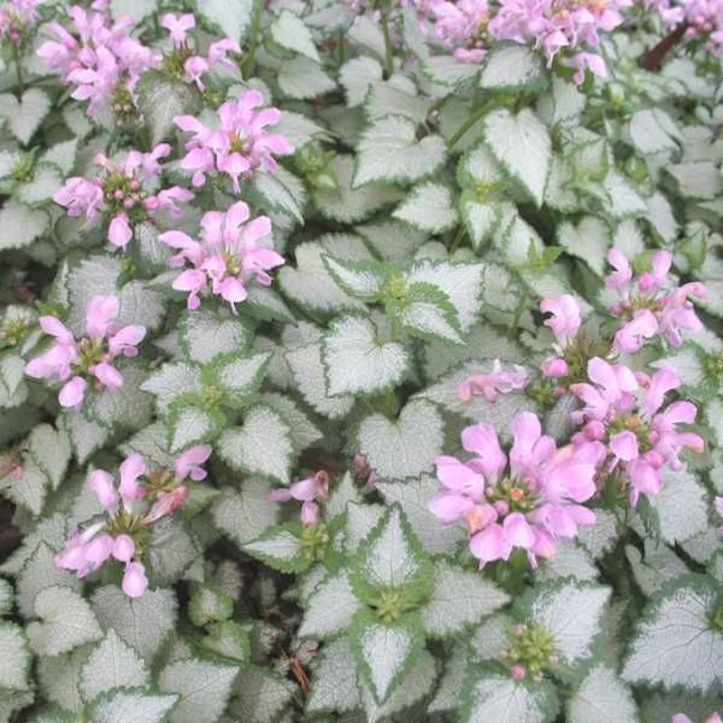 Lamium maculatum 'Pink Nancy'