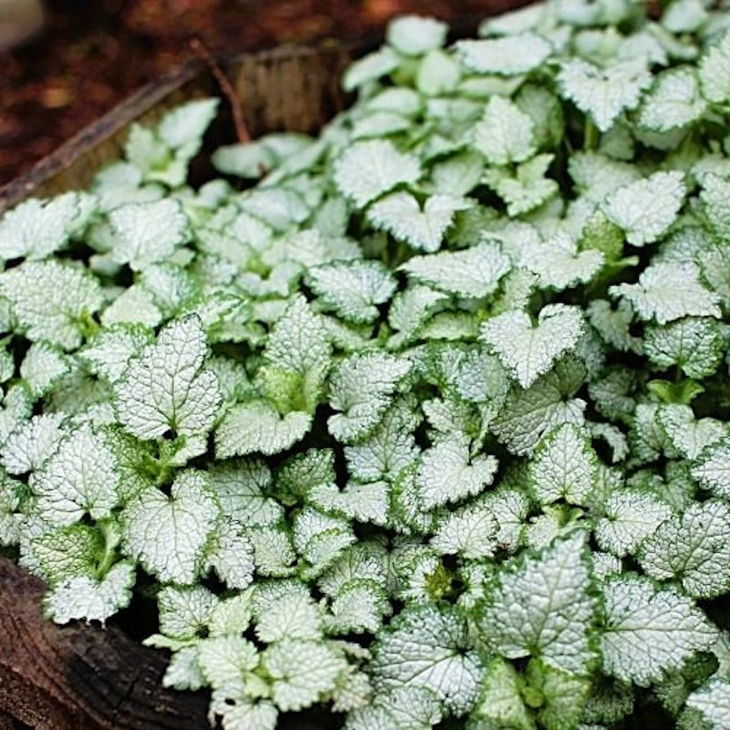 Lamium maculatum 'Pink Nancy'