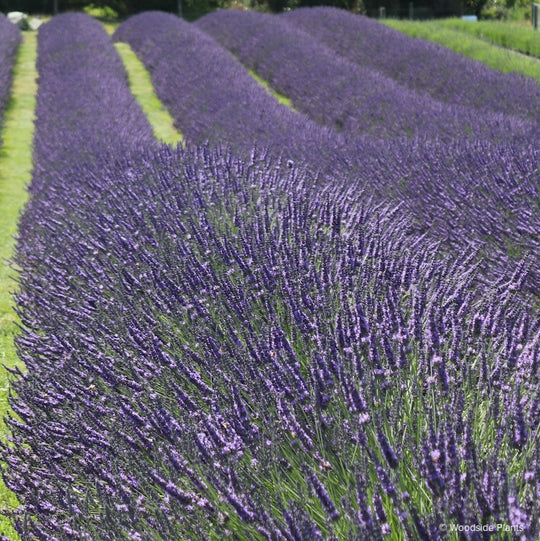 Lavandula x intermedia 'Grosso'