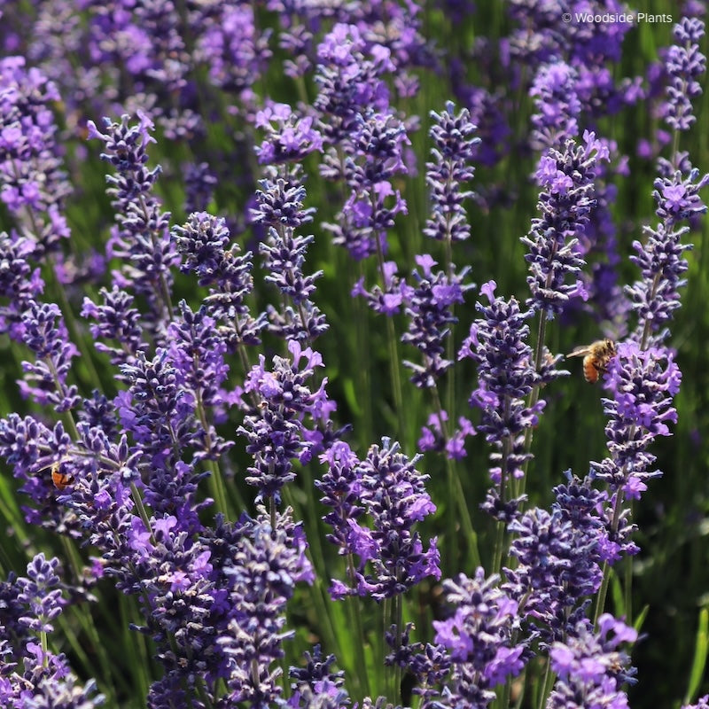 Lavandula x intermedia 'Grosso'