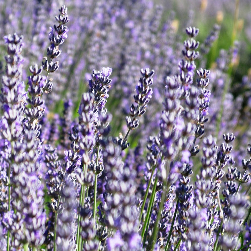 Lavandula x intermedia 'Margaret Rocky Hall'