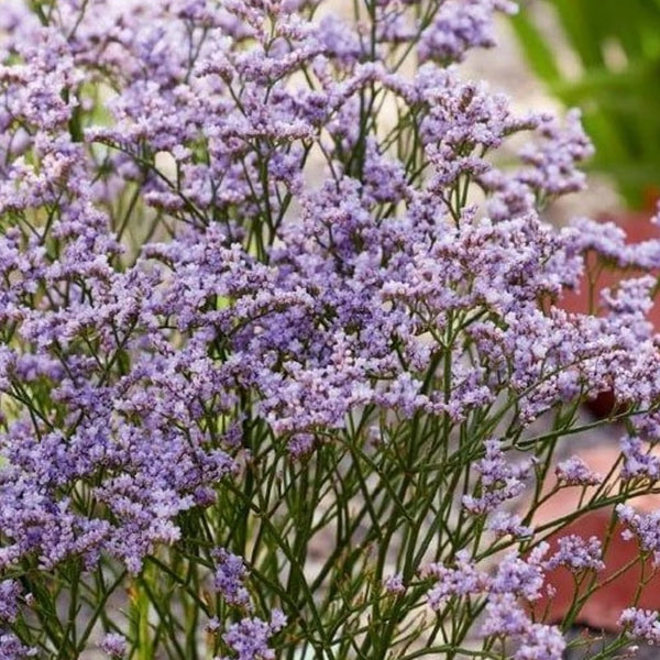 Limonium gmelinii 'Dazzle Rocks'