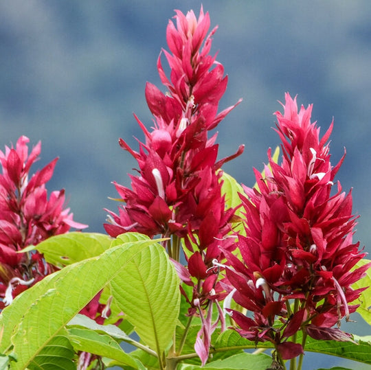 Megaskapasma Erythrochlamys