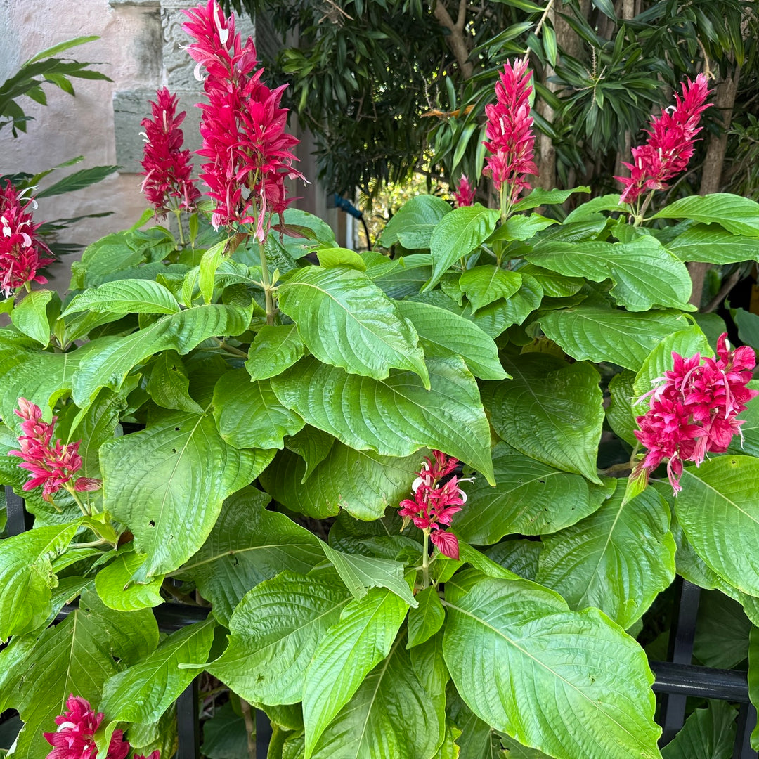 Megaskapasma Erythrochlamys