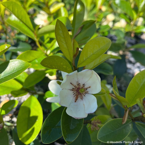 Michelia laevifolia 'Little Sarah'