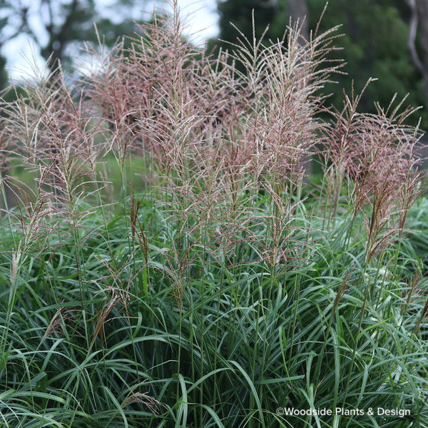 Miscanthus sinensis 'Flamingo'