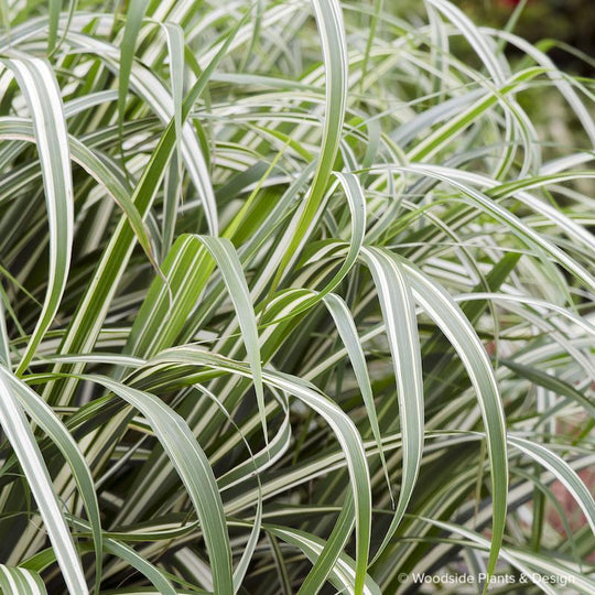 Miscanthus sinensis 'Cabaret'