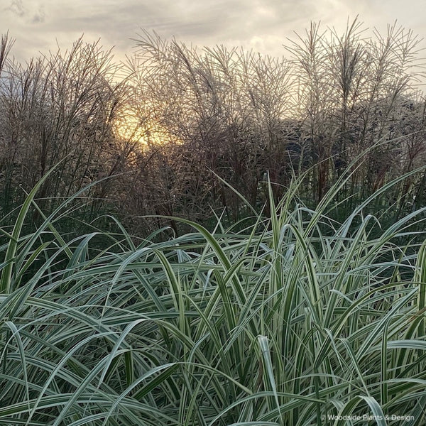 Miscanthus sinensis 'Cabaret'