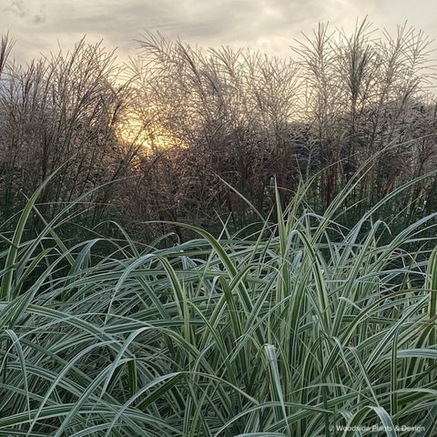 Miscanthus sinensis 'Cabaret'