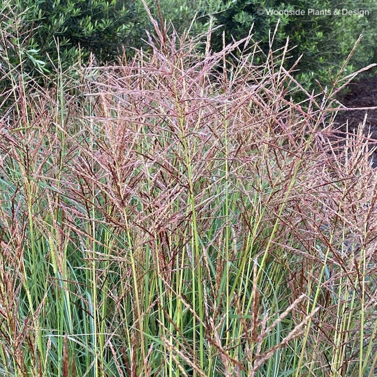 Miscanthus 'Ferroniere'