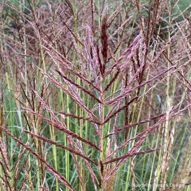 Miscanthus 'Ferroniere'
