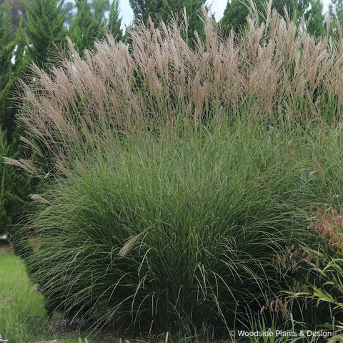 Miscanthus 'Neotsfield'