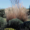Miscanthus 'Neotsfield'