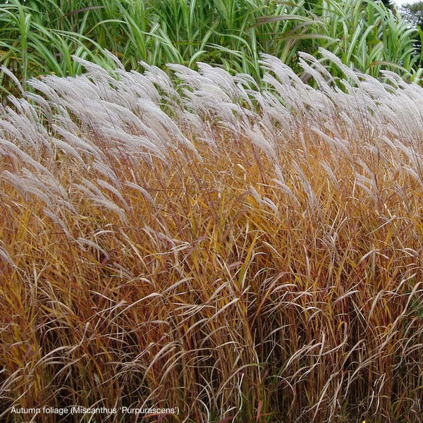 Miscanthus 'Purpurascens'