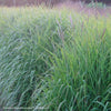 Miscanthus 'Purpurascens'