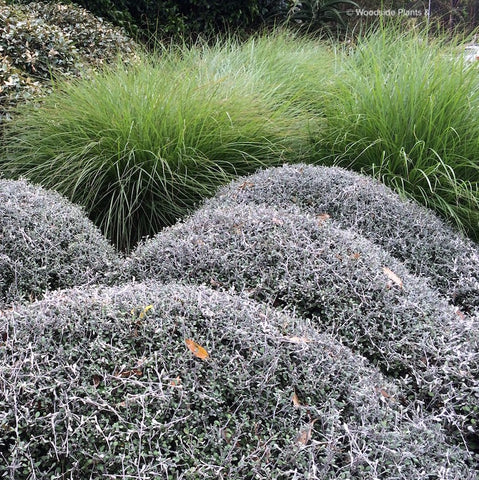 Miscanthus sinensis 'Gracillimus'