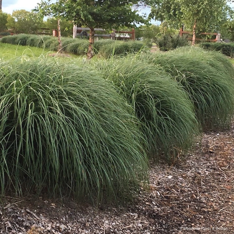 Miscanthus sinensis 'Adagio'