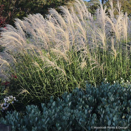 Miscanthus transmorrisonensis