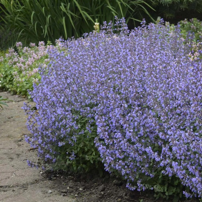 Nepeta 'Purrsian Blue'