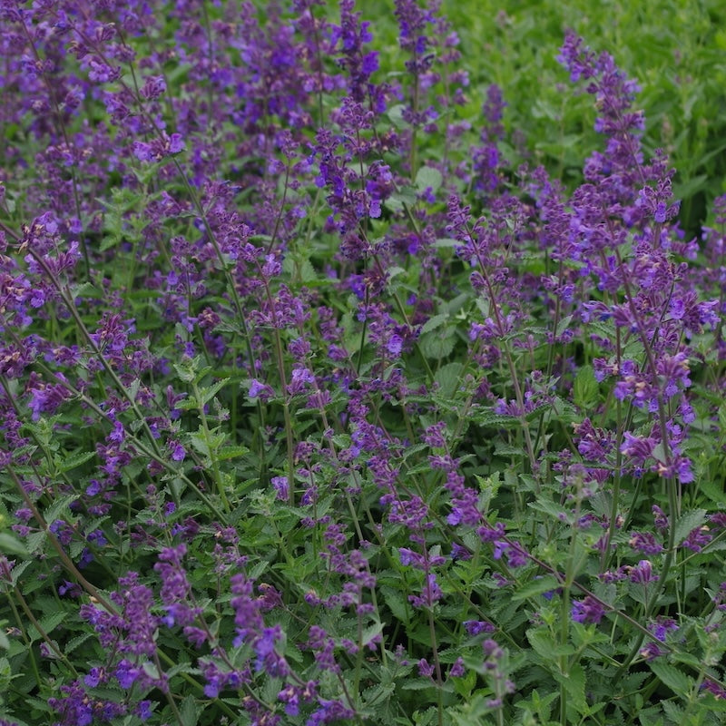 Nepeta × faassenii 'Walker's Low'