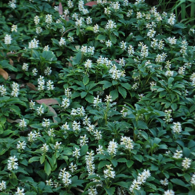 Pachysandra terminalis
