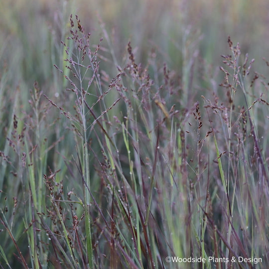 Panicum 'Blue Steel'