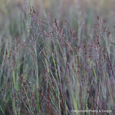 Ornamental Grasses