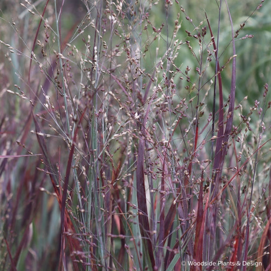Panicum virgatum 'Lama Rossa'