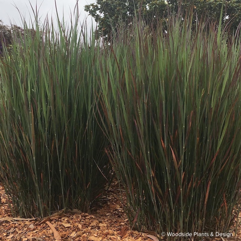 Panicum virgatum 'Lama Rossa'