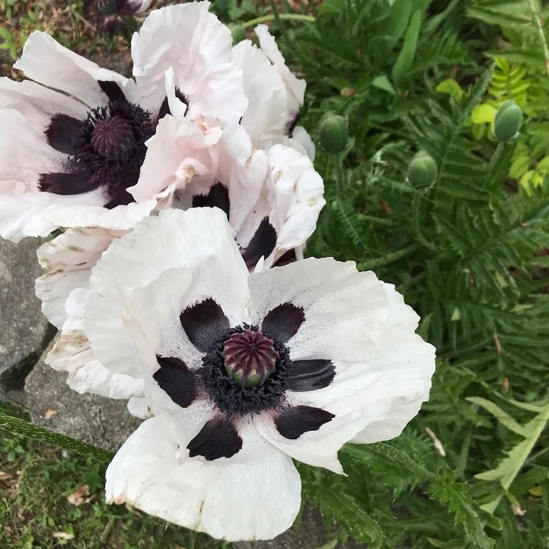 Papaver orientale 'Royal Wedding'