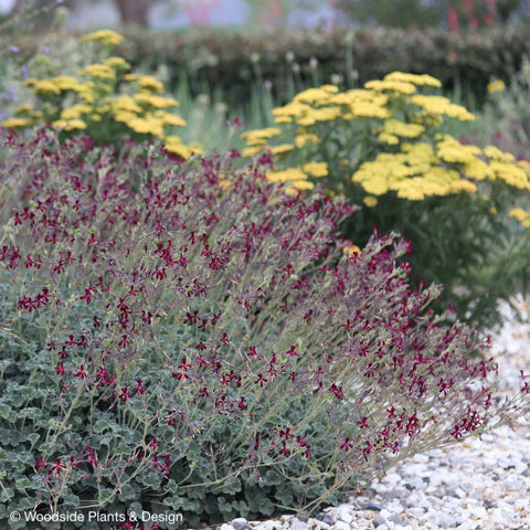 Pelargonium sidioides