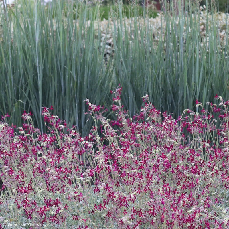 Pelargonium sidioides