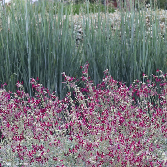 Pelargonium sidioides