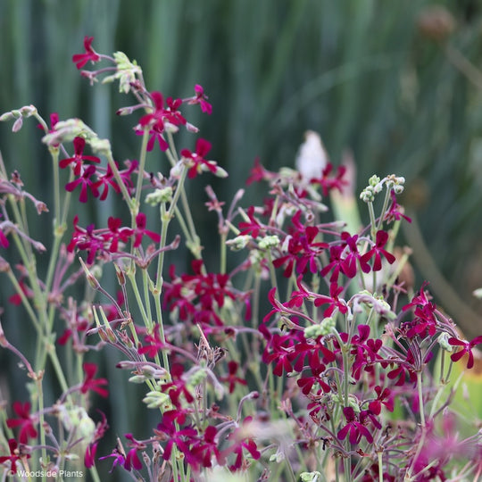 Pelargonium sidioides